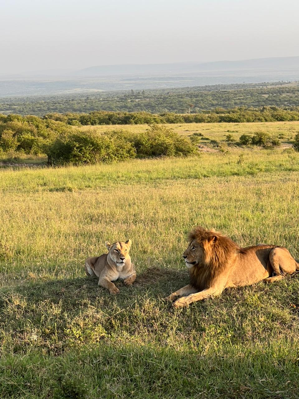 Safari Simba — itinerario completo del Kenya