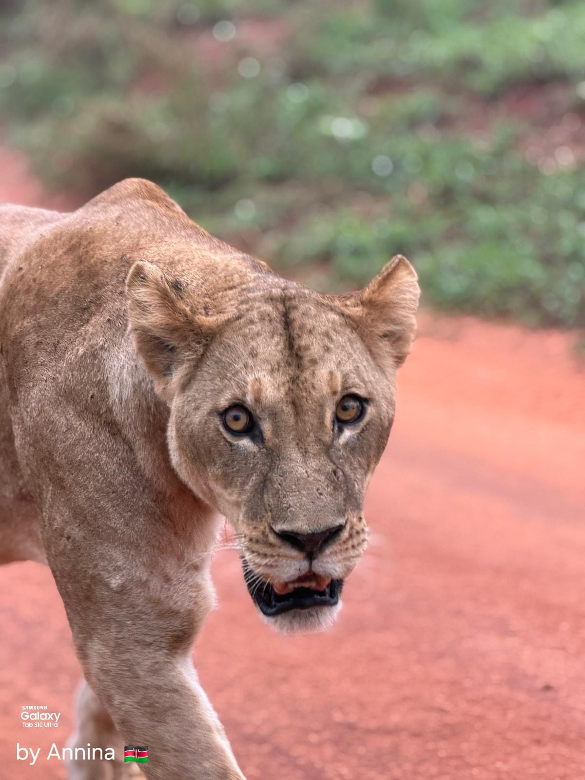 Leonessa nella savana rossa del Tsavo East